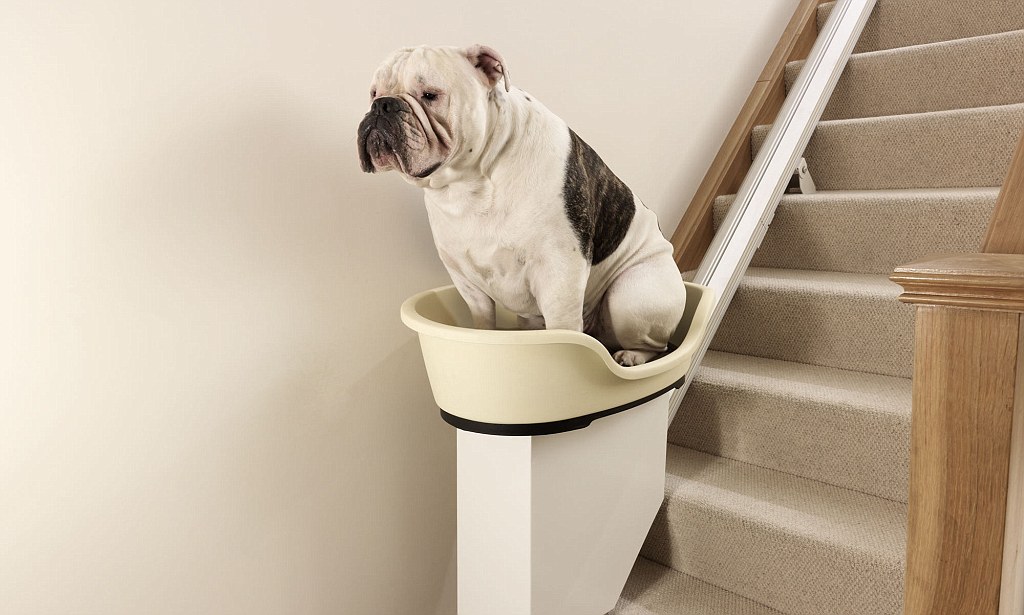 Puppy Day Celebrating DIY Puppy Stair lifts Senior Stairlifts